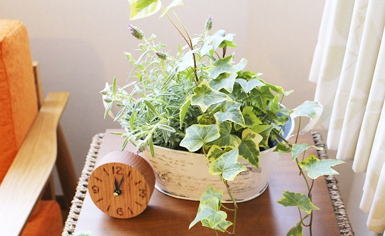 アイビー　時計　写真